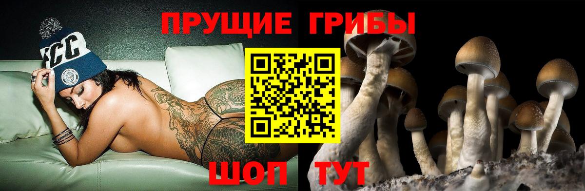 Галлюциногенные грибы Cubensis  Вятские Поляны 